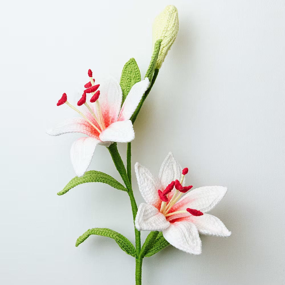 Asiatic Lily White