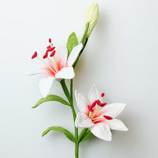 Asiatic Lily White