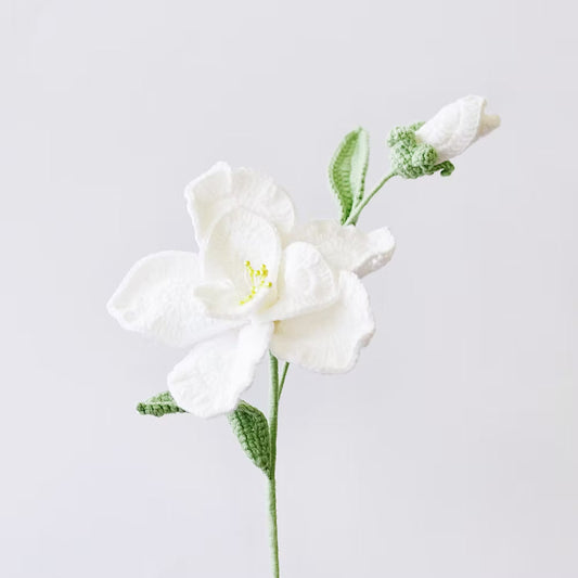 Balloon Flower White