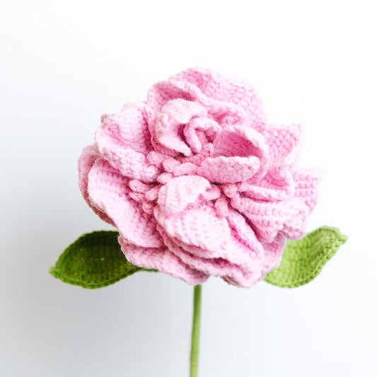 Camellia on Mountain Pink