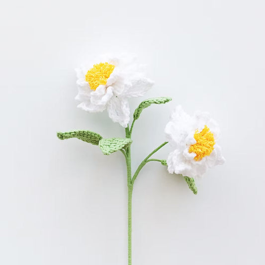 Cape Jasmine White