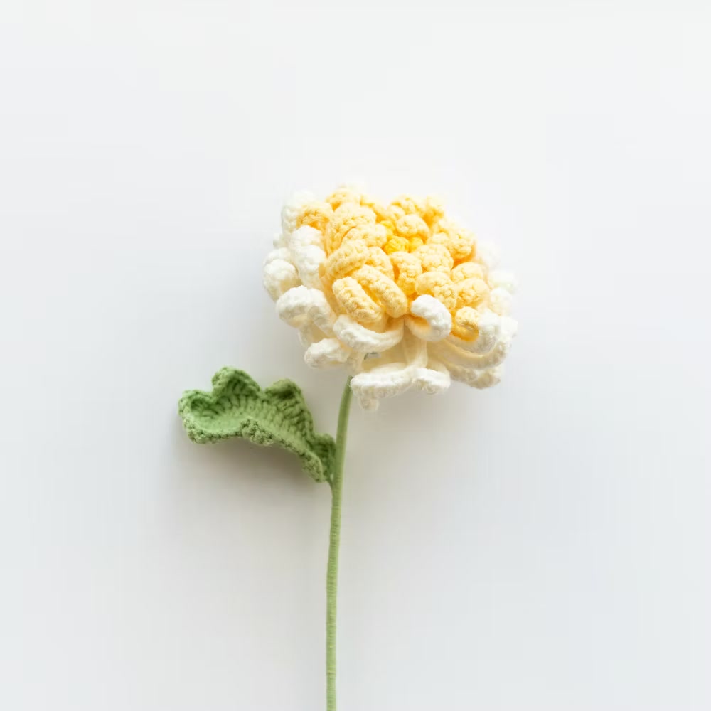Chrysanthemum Yellow