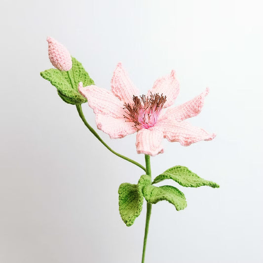 Clematis Pink