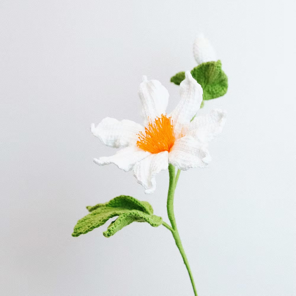 Clematis White