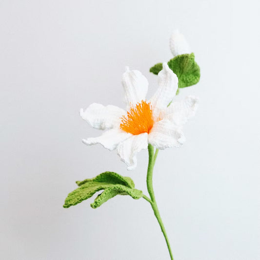 Clematis White