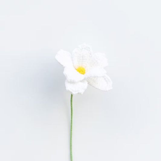 Cosmos/Shrubby Cinquefoil White