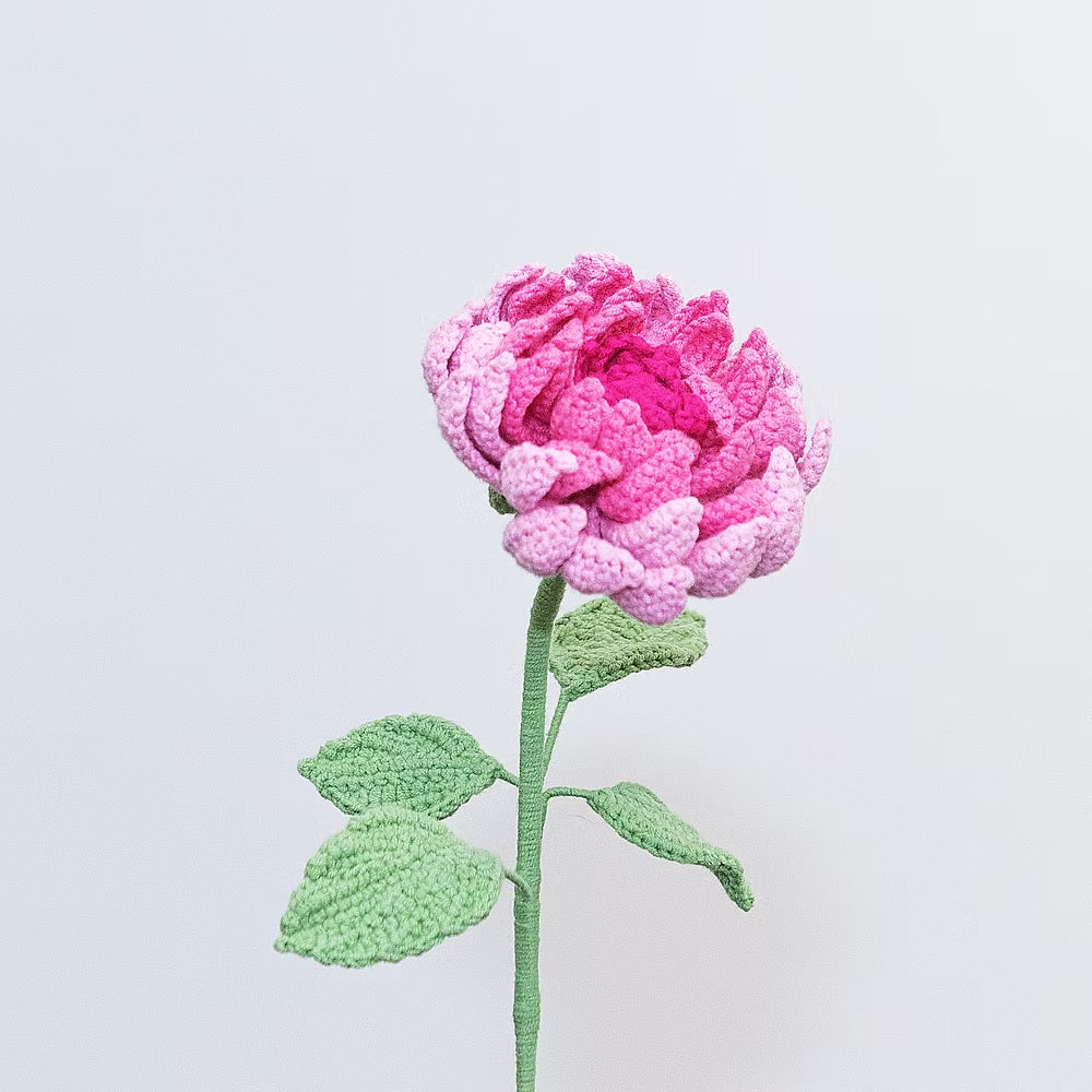 Dahlia Pink