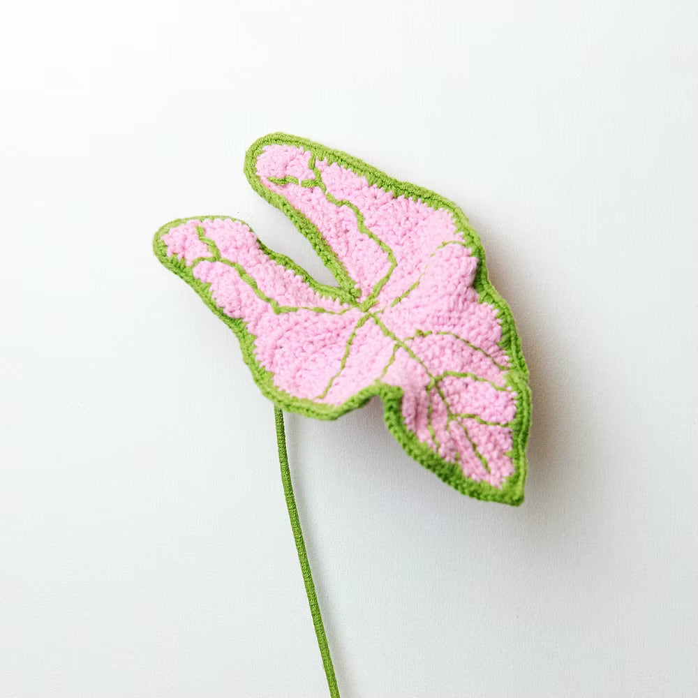 Elephant Ear Pink