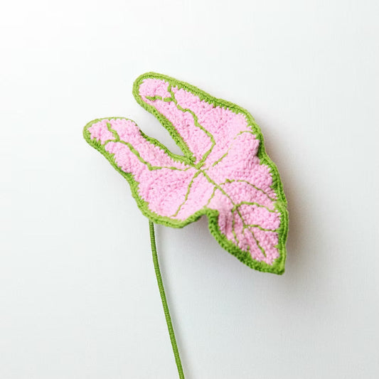 Elephant Ear Pink