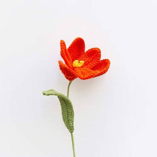 Tulip Orange